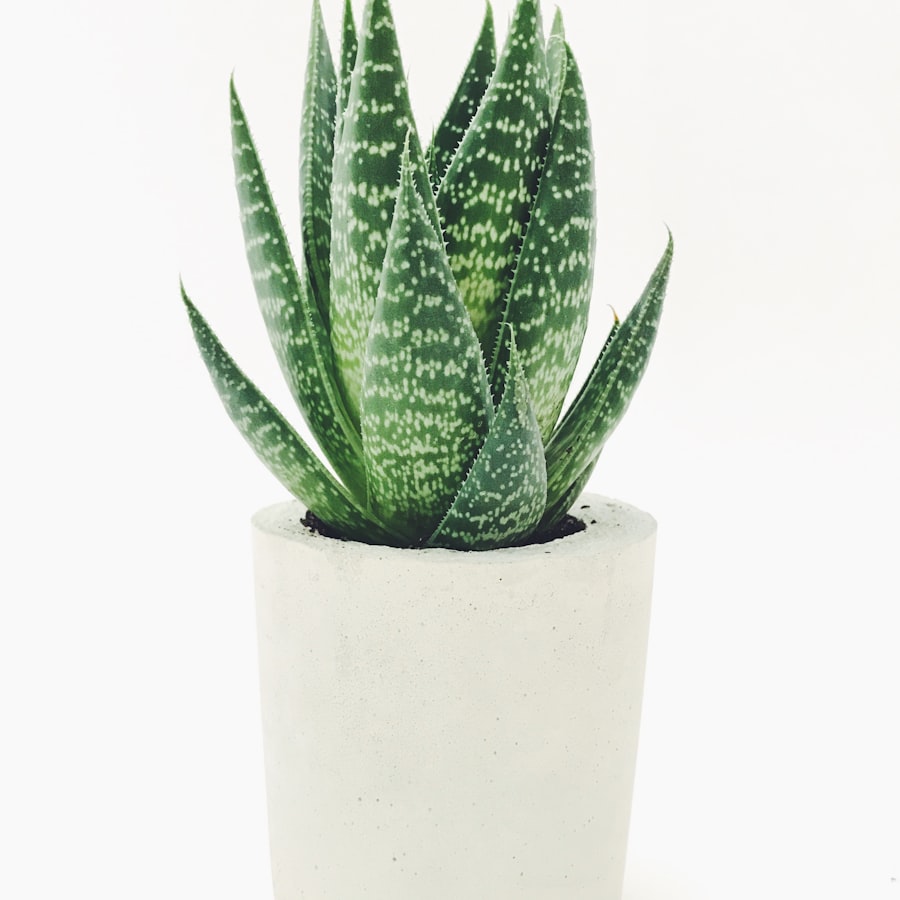 Aloe vera plant in a concrete pot
