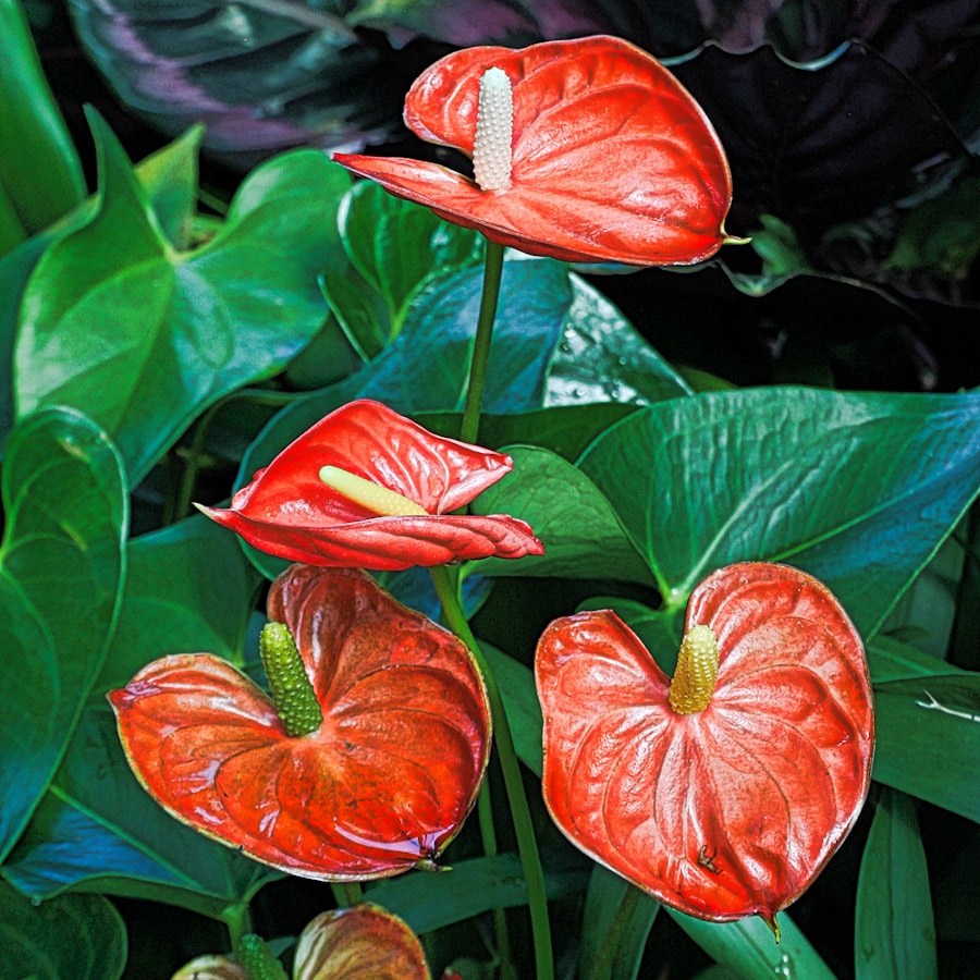 Red anthurium plant with glossy heart-shaped flowers