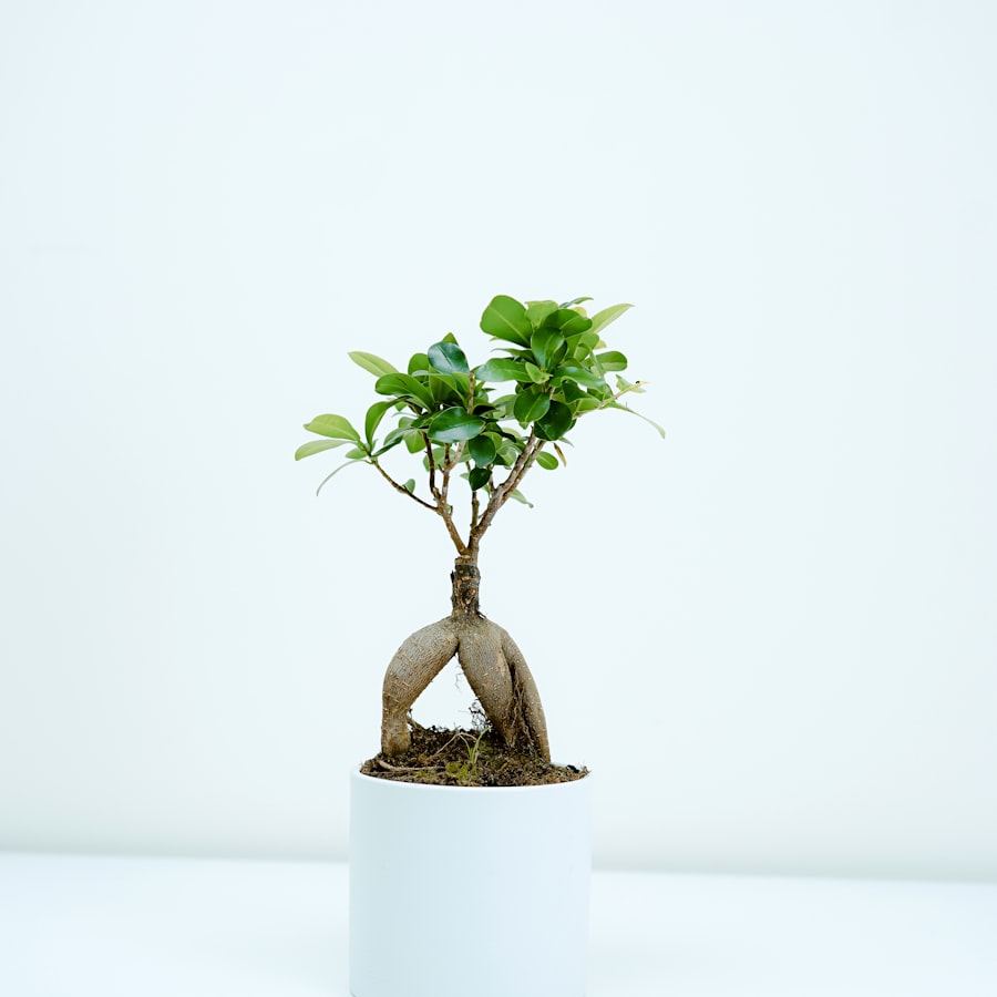 Ficus ginseng bonsai tree in a white pot