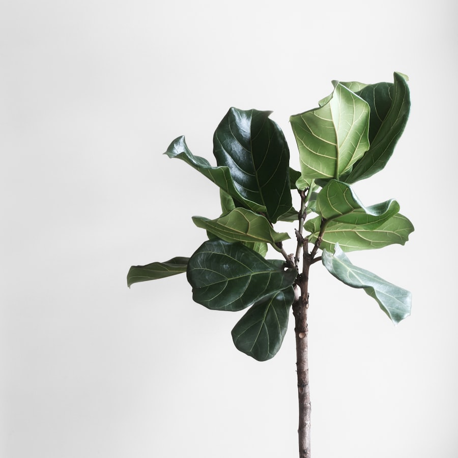 Young fiddle leaf fig tree against a white wall