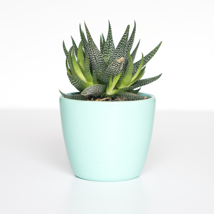 Zebra haworthia succulent in a mint ceramic pot