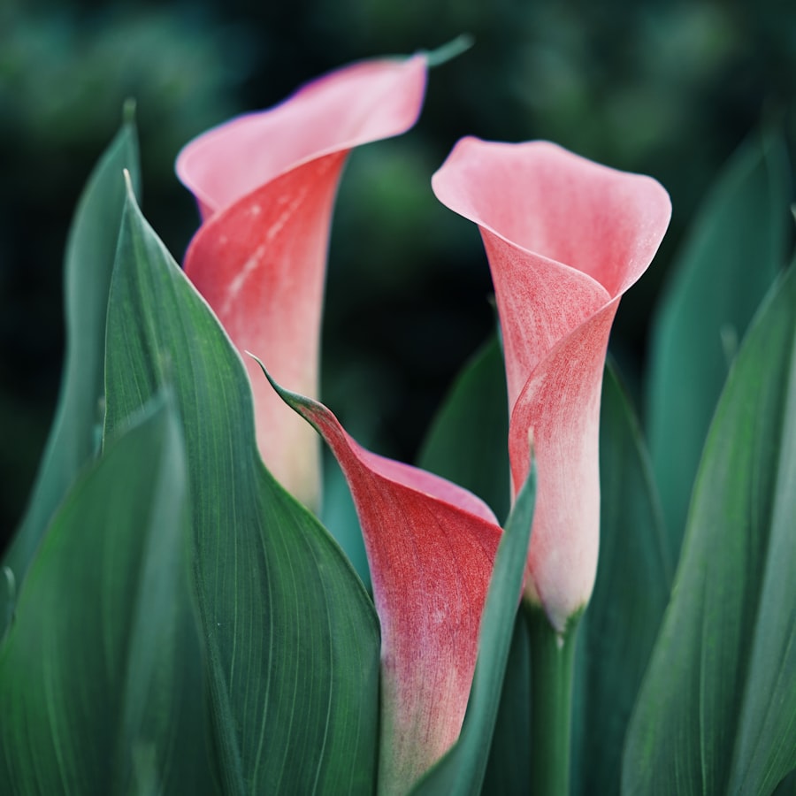 Sympathy flowers and gifts