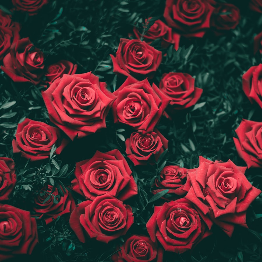 Deep red roses with dark green foliage