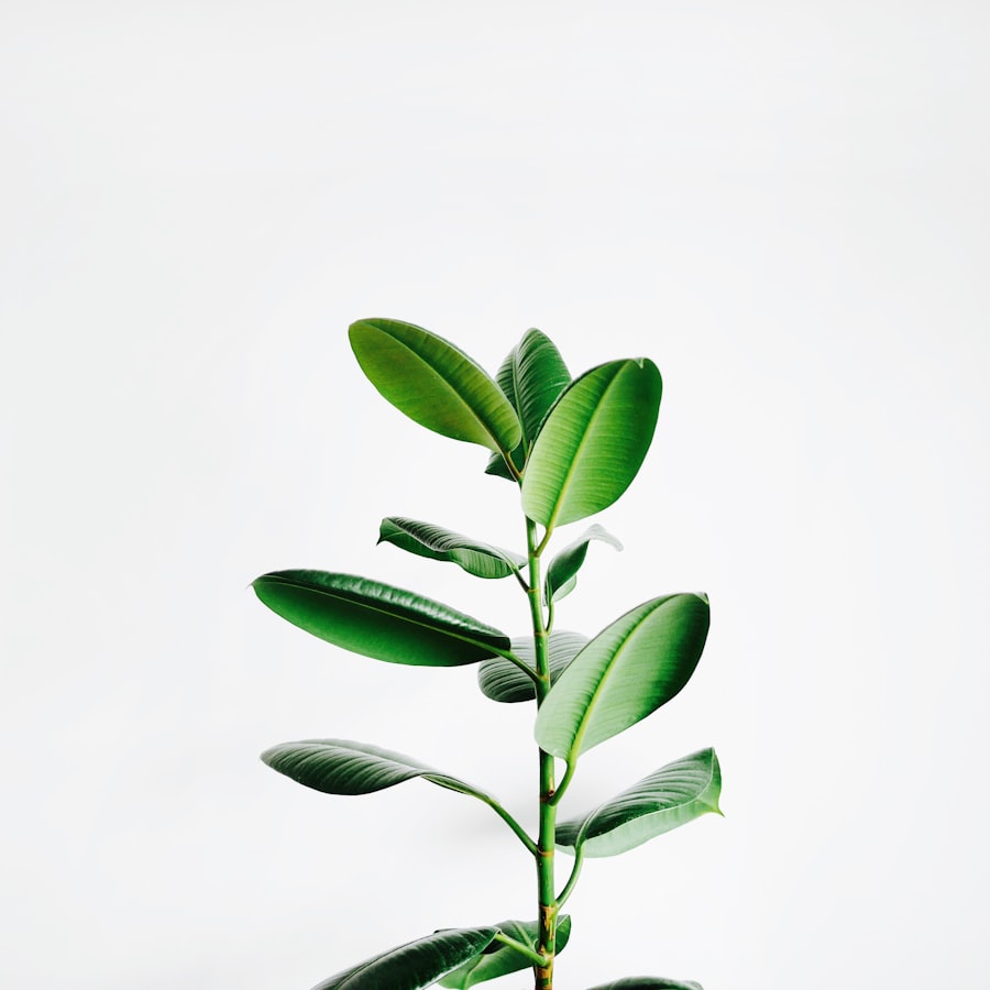 Rubber plant (ficus elastica) with glossy deep green leaves