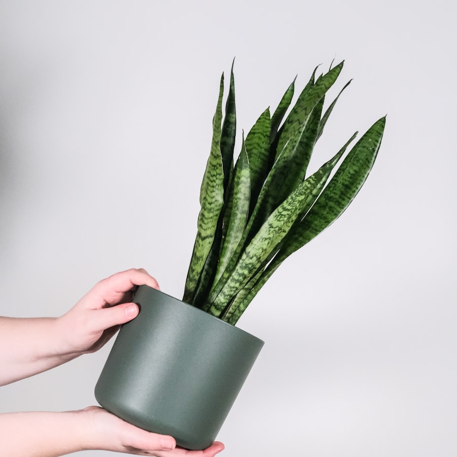 Top Air-Purifying Plants for Lebanese Homes