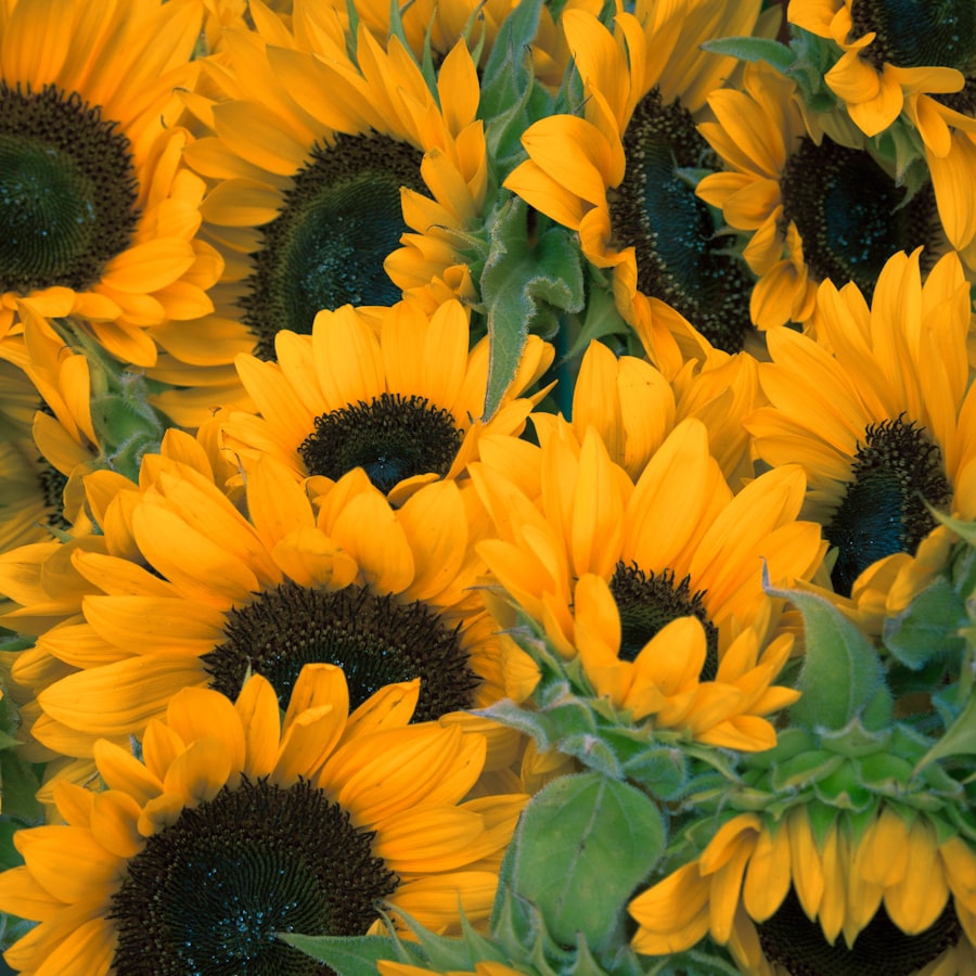 Bright bouquet of fresh sunflowers