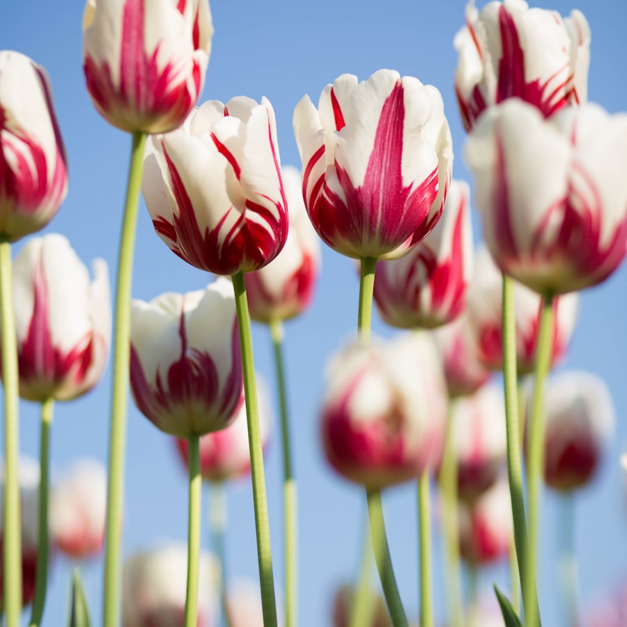How to Choose the Perfect Bouquet for Any Occasion